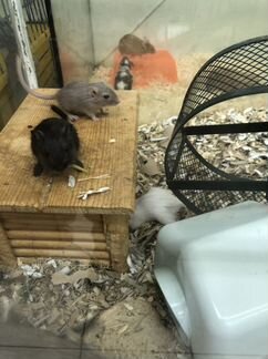 Хомячки сирийские