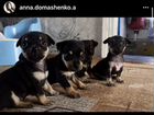 Собаки щенки объявление продам