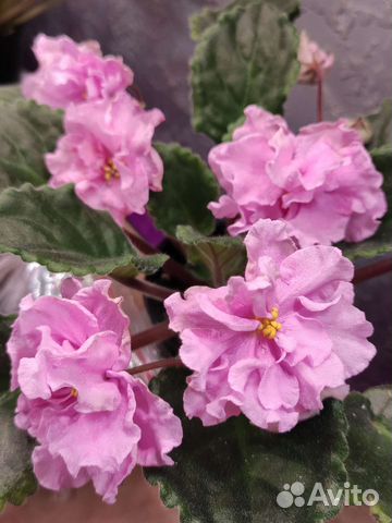 Фиалка сортовая