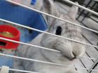 Кролик Нидерландский карлик объявление продам