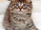 Сибирские котята из частного питомника объявление продам