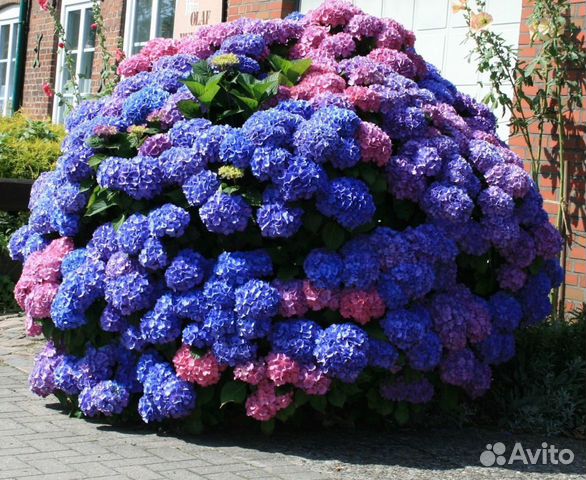 Питомник-С реализует крупнолистовые гортензии