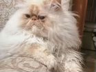 Персидский кот экстримал приглашает на вязку