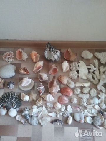 Кораллы разные,ракушки,рапаны с Карибов и с моря