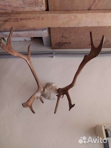 Рога оленя.любые по 1500