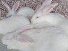 Кролики разных пород объявление продам