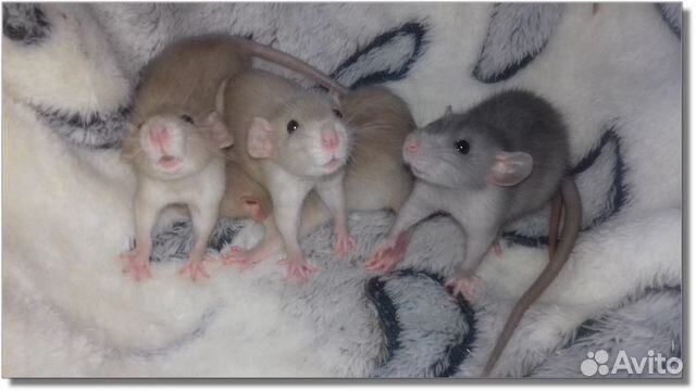 Крысята Дамбо. Крысы окрас янтарь и голубой