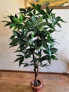 Декоративные деревья