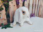 Карликовые декоративные вислоухие кролики объявление продам