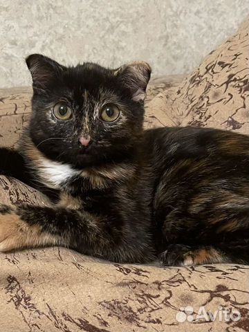 Кошка