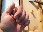 Пчеломатки бакфаст объявление продам