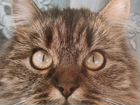 Кошка Сима (Симона) Сибирская, стерелизованная объявление продам