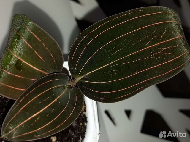 Лудизия (драгоценная орхидея)