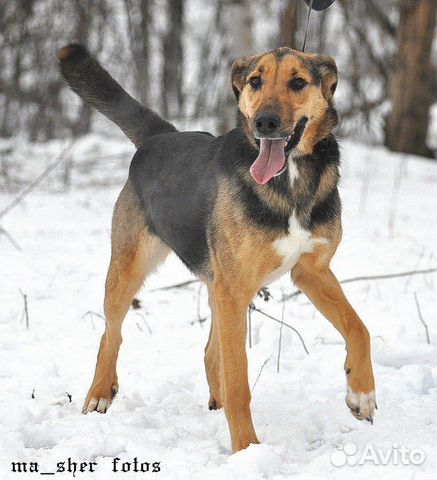 Собака Пуля