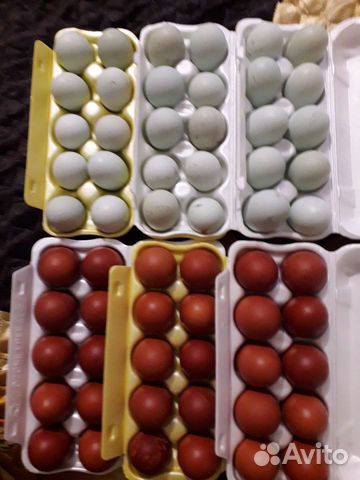 Инкубационное яйцо