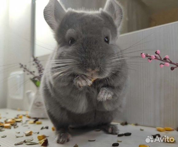 Шиншилла из домашнего питомника
