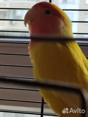 Неразлучник. Попугай с клеткой