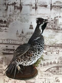 Продам новые чучела птиц