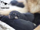 Щенки немецкой овчарки от питомника (резерв) объявление продам