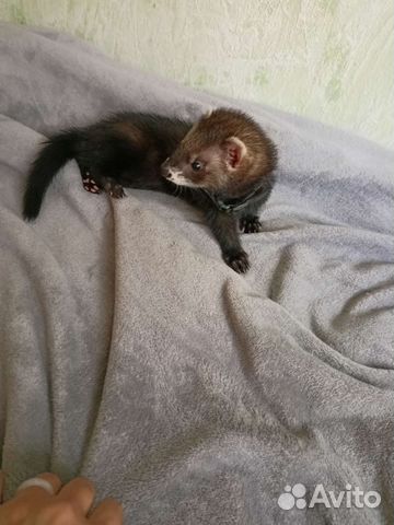 авито благовещенск животные