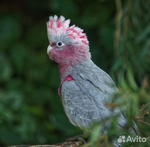 Какаду Гала