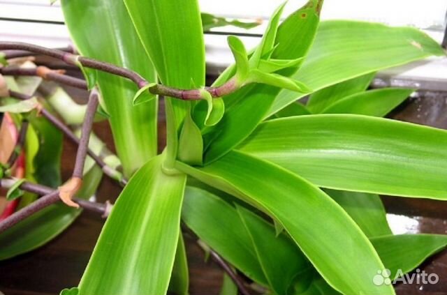 Золотой ус лечебный