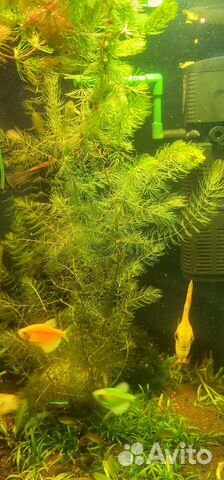 Роголистник,Валиснерия,мох Риччия,Ампулярии,Хелены