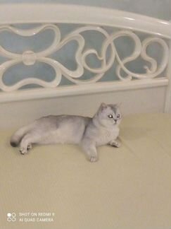 Британский кот, вязка опытным котом, найдет подход