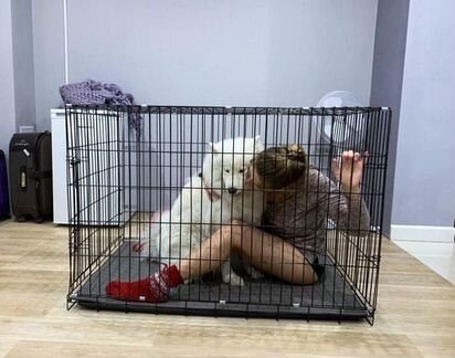 Клетка для собак