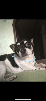 Передержка и уход за животными