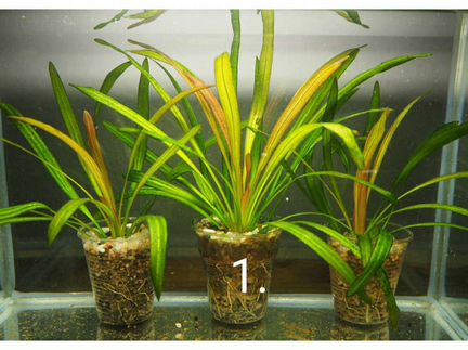 Эхинодорусы, продам аквариумные растения