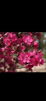 Розовая яблоня саженцы