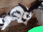 Кролики, порода Бабочка объявление продам