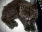Котенок пушистый Жасмин 2 месяца объявление продам