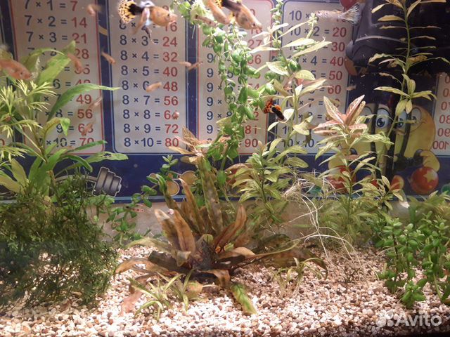 Аквариумные рыбки и растения