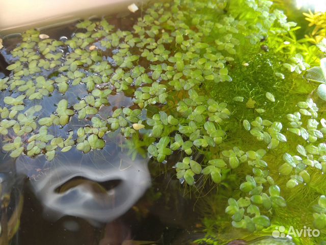 Рыбки, улитки и растения для аквариума (излишки)