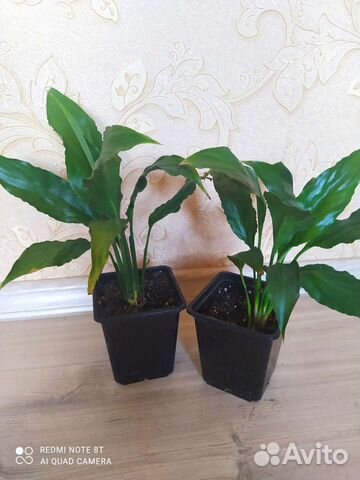 Спатифиллум