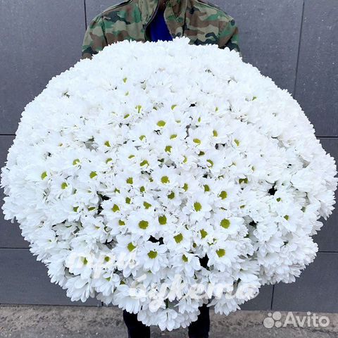 101 хризантема Цветы Букеты Доставка Хризантемы