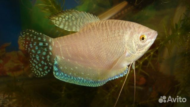 Гурами 