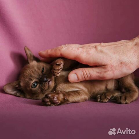 Европейская бурма котята