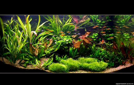 Обслуживание аквариума