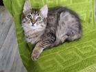 Котята сибирской кошки