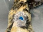 Льготная стерилизация кошки собаки