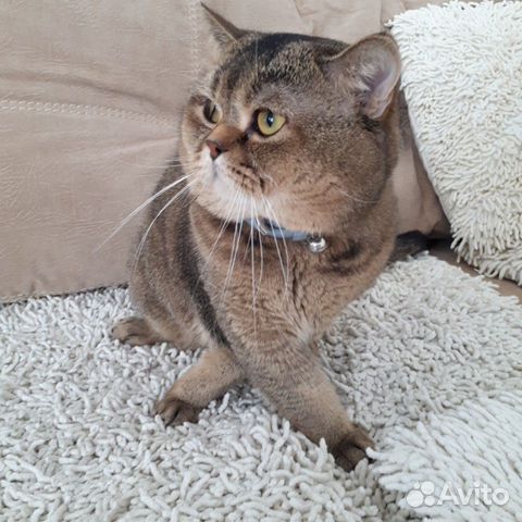 Джентельмен ищет даму сердца