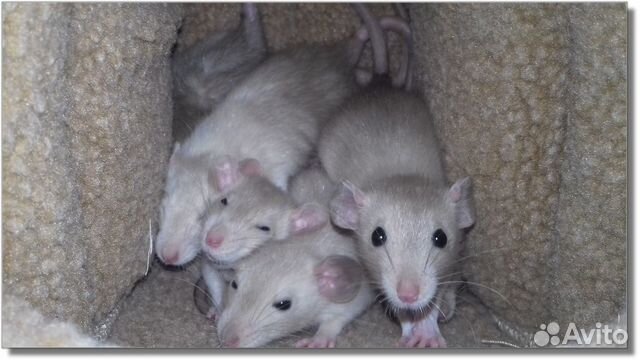 Крысята Дамбо. Крысы окрас шампань. Питомник