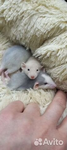 Крыса дамбо