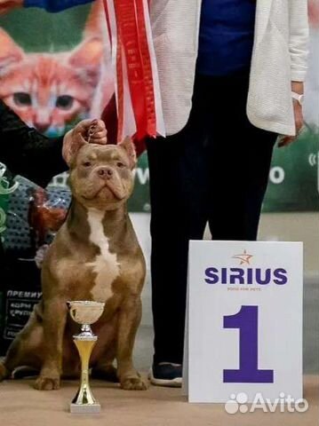 Мальчики американского булли