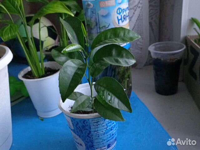 Комнатные цветы