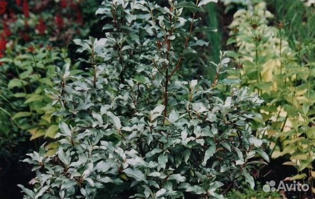 Садовые цветы и кусты ягодные, декоративные