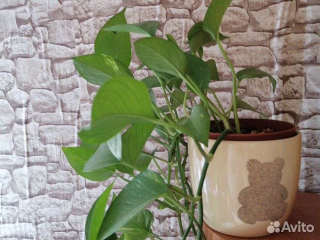 Сциндапсус растение